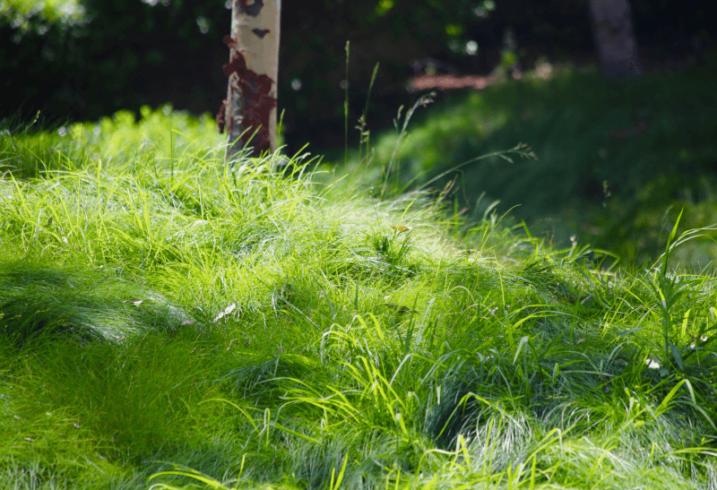 What happens to grass if it isn't cut?